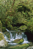 Marian Creek running through rainforest, Fjordland National Park, New Zealand