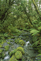 Creek flowing through temperate rainforest, Fjordland National Park, New Zealand