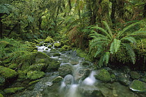 Creek flowing through temperate rainforest, Fjordland National Park, New Zealand