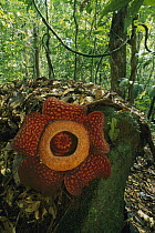 Rafflesia (Rafflesia arnoldii) flower, Gunung Gading National Park, Sarawak, Malaysia