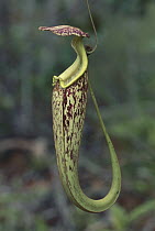 Pitcher Plant (Nepenthes sp) trap, Bako National Park, Sarawak, Malaysia