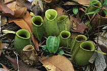 Flask-shaped Pitcher Plant (Nepenthes ampullaria) traps on forest floor, Bako National Park, Sarawak, Borneo