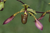 Low's Slipper Orchid (Paphiopedilum lowii), Sabah, Borneo, Malaysia