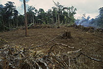 Rainforest deforestation, French Guiana