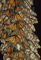 Monarch (Danaus plexippus) butterfly cluster, Michoacan, Mexico