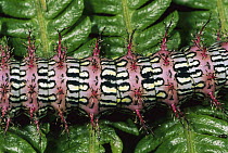 Saturniid Moth (Saturniidae) caterpillar, Manu National Park, Peru