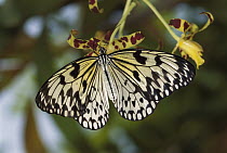Paper Kite (Idea leuconoe) butterfly, Borneo, Malaysia