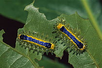 Moth caterpillar pair eating leaf, Rurrenabaque, Bolivia