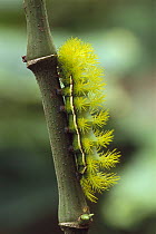 Moth (Automeris sp) caterpillar, with spines that can eject potent venom, Leticia, Colombia