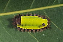 Cup Moth (Limacodidae) caterpillar, Morrocoy National Park, Venezuela