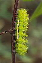 Moth (Automeris sp) caterpillar, with spines that can eject potent venom, Manu National Park, Peru