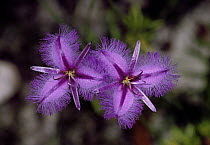 Common Fringe Lily (Thysanotus tuberosus) flowers, Royal National Park, Australia