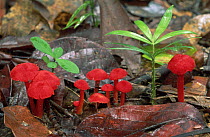 Red mushrooms on forest floor, Mission Beach, Australia