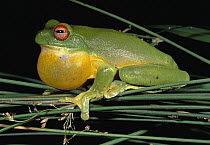 Australian Red-eyed Treefrog (Litoria chloris) calling, Lamington National Park, Australia
