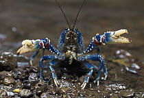 Lamington Spiny Crayfish (Euastacus sulcatus) in defensive posture, Lamington National Park, Australia