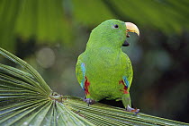 Eclectus Parrot (Eclectus roratus) male calling, Daintree National Park, Australia