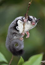 Sugar Glider (Petaurus breviceps) clinging to branch, Crater Mountain, Papua New Guinea