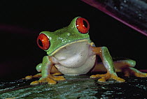 Red-eyed Tree Frog (Agalychnis callidryas), Cahuita National Park, Costa Rica