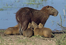 Capybara (Hydrochoerus hydrochaeris) young nursing, Los Llanos, Venezuela