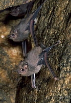 Bat pair roosting in cave, Puerto Angel, Mexico