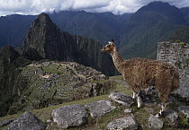 Llama (Lama glama) overlooking the ruins of Machu Picchu, Peru