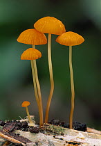 Gill Mushroom (Marasmius sp) group, Manu National Park, Peru