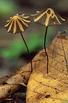 Mushroom pair, Tambopata National Reserve, Peru