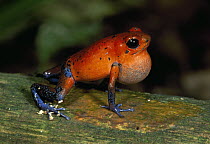 Strawberry Poison Dart Frog (Oophaga pumilio) croaking, Braulio Carrillo National Park, Costa Rica