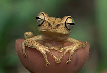 Gunther's Banded Treefrog (Hypsiboas fasciatus) sitting in mushroom, Tambopata National Reserve, Peru