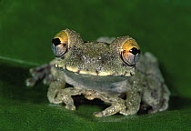 Buckley's Slender-legged Treefrog (Osteocephalus buckleyi) portrait, Tambopata National Reserve, Peru
