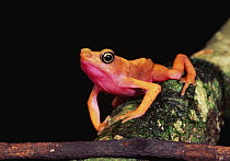 Cayenne Stubfoot Toad (Atelopus flavescens), Kaw, French Guiana
