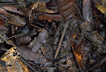 Leaf Litter Toad (Bufo typhonius) camouflaged in leaf litter, Amacayacu National Park, Colombia