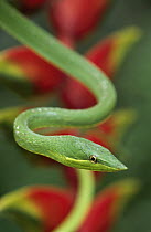 Green Vine Snake (Oxybelis fulgidus) with Heliconia, Tambopata National Reserve, Peru
