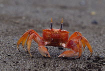 Ghost Crab (Ocypode sp) on the beach, Isla de la Plata, Ecuador