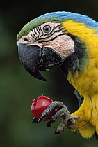 Blue and Yellow Macaw (Ara ararauna) eating fruit, Tambopata National Reserve, Peru