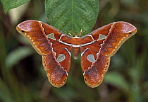 Saturniid Moth (Rothschildia hesperus), French Guiana