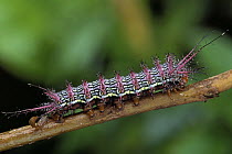 Saturniid Moth (Saturniidae) caterpillar, Manu National Park, Peru