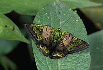 Butterfly (Caria lampeto), Risaralda, Colombia