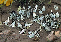 Butterfly (Eurytides sp) group sipping minerals from ground, Manu National Park, Peru
