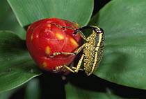 True Weevil (Curculionidae) feeding on flower, Soberania National Park, Panama