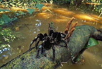 Columbian Lesser Black Tarantula (Xenesthis immanis) on log in flooded forest, Tambopata National Reserve, Peru