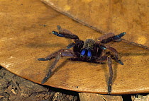 Blue Fang Skeleton Tarantula (Ephebopus cyanognathus) in defensive posture, French Guiana