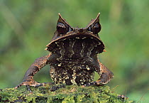 Asian Horned Frog (Megophrys nasuta) portrait, Gunung Gading National Park, Sarawak, Borneo, Malaysia