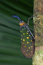 Lantern Bug (Fulgora sp) on tree trunk, Sabah, Borneo, Malaysia