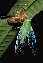 Cicada (Cicadidae) adult emerging from nymphal case, Sabah, Borneo, Malaysia