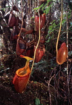 Villose Pitcher Plant (Nepenthes villosa) group, Kinabalu National Park, Sabah, Borneo, Malaysia