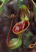 Low's Pitcher Plant (Nepenthes lowii), Sabah, Borneo, Malaysia