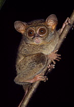 Spectral Tarsier (Tarsius tarsier), Tangkoko Nature Reserve, Sulawesi, Indonesia