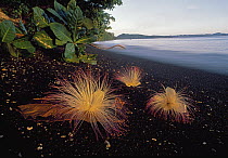 Sea Putat (Barringtonia asiatica) flowers on volcanic black sand beach, Tangkoko Nature Reserve, Sulawesi, Indonesia