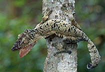 Common Flat-tail Gecko (Uroplatus fimbriatus) in defensive posture, Madagascar